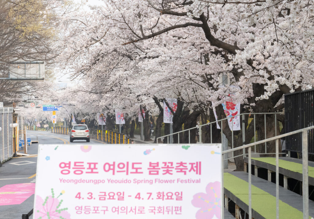 cherry blossom best 2026