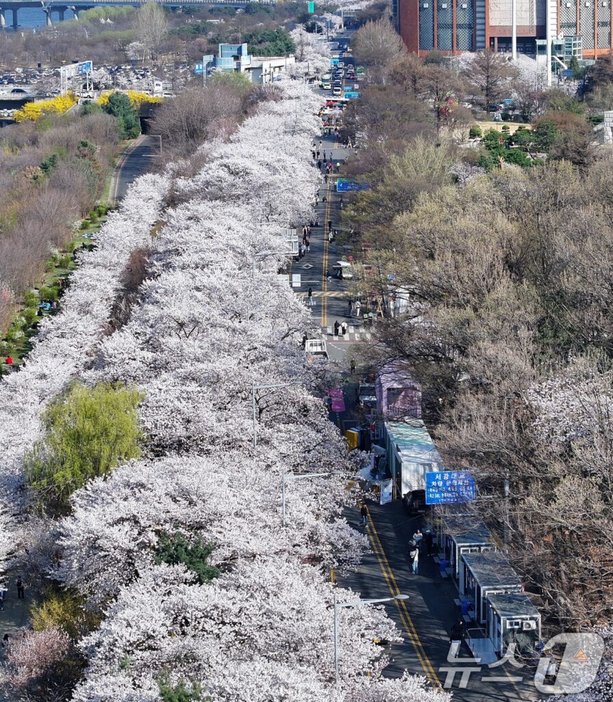 cherry blossom family 2026