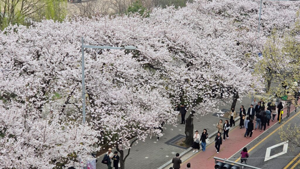 윤중로 벚꽃길